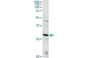 Image no. 3 for anti-Proopiomelanocortin (POMC) (AA 1-267) antibody (ABIN519039)