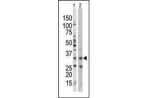 Image no. 1 for anti-Protein Kinase, AMP-Activated, beta 1 Non-Catalytic Subunit (PRKAB1) (N-Term) antibody (ABIN2159100)