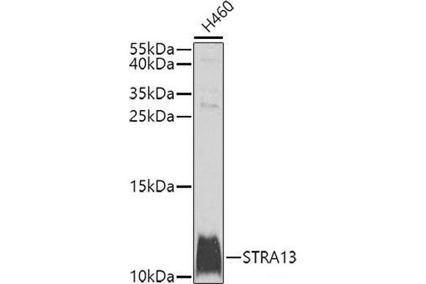 STRA13 抗体
