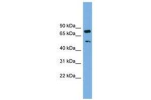 Image no. 1 for anti-RNA Binding Motif Protein 42 (RBM42) (AA 323-372) antibody (ABIN6744702)