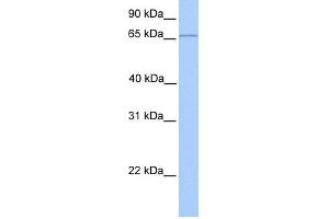 anti-Chloride Channel Ka (CLCNKA) (N-Term) antibody