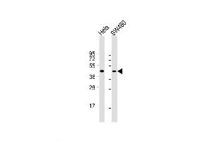 Image no. 2 for anti-Cyclin B2 (CCNB2) (AA 72-99) antibody (ABIN1881163)