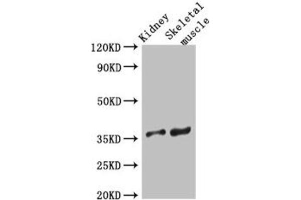 SLC25A32 antibody  (AA 44-88)