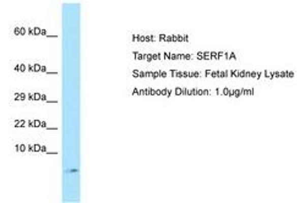 anti-Small EDRK-Rich Factor 1A (Telomeric) (SERF1A) (C-Term) antibody