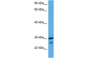 Image no. 3 for anti-NK2 Homeobox 2 (Nkx2-2) (N-Term) antibody (ABIN2779575)