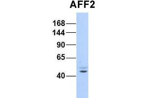 Image no. 4 for anti-AF4/FMR2 Family, Member 2 (AFF2) (N-Term) antibody (ABIN2778348)