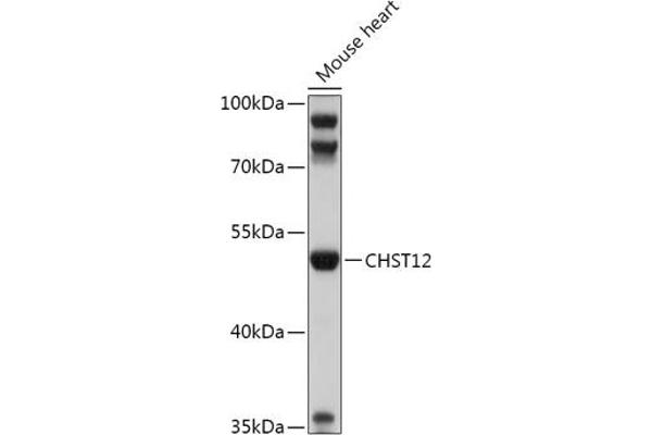 CHST12 Antikörper  (AA 193-414)