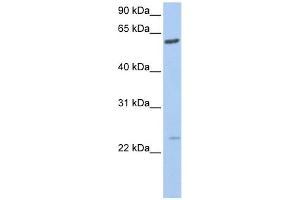 Image no. 1 for anti-Family with Sequence Similarity 3, Member C (FAM3C) (C-Term) antibody (ABIN635303)