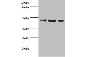 Actin-Like 6B antibody  (AA 1-280)
