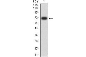 SIGLEC9 antibody  (AA 25-183)
