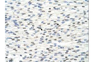 Image no. 2 for anti-NOBOX Oogenesis Homeobox (NOBOX) (AA 37-86) antibody (ABIN6736252)