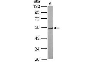 Image no. 2 for anti-Guanine Nucleotide Binding Protein, alpha Stimulating, Olfactory Type (GNAL) (Center) antibody (ABIN2855716)