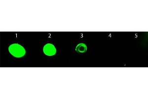 Dot Blot (DB) image for Chicken anti-Rat IgG (Heavy & Light Chain) antibody (FITC) - Preadsorbed (ABIN102090)
