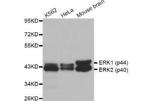 Image no. 3 for anti-Mitogen-Activated Protein Kinase 1 (MAPK1) (N-Term) antibody (ABIN3020728)