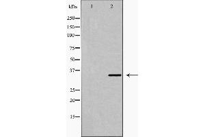 Image no. 3 for anti-FOS-Like Antigen 2 (FOSL2) (C-Term) antibody (ABIN6261812)
