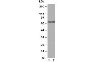 Image no. 1 for anti-ATP-Binding Cassette, Sub-Family G (WHITE), Member 4 (ABCG4) (Middle Region) antibody (ABIN3030064)