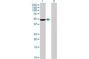 Image no. 1 for anti-FK506 Binding Protein Like (FKBPL) (AA 1-349) antibody (ABIN528492)