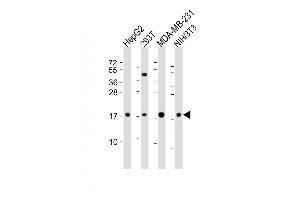 HMGA2 抗体  (N-Term)