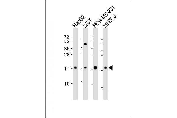 HMGA2 Antikörper  (N-Term)