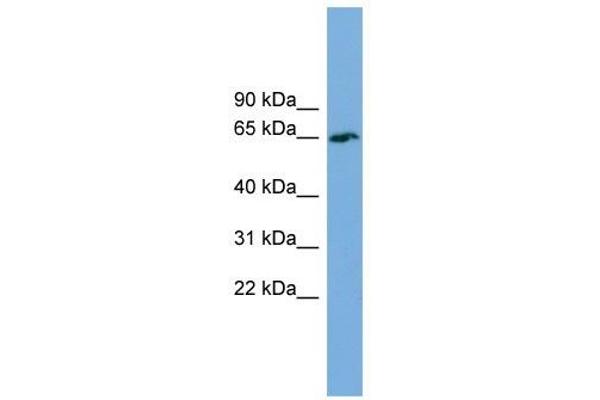 anti-TBC1 Domain Family, Member 24 (TBC1D24) (Middle Region) antibody