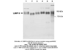 Image no. 2 for anti-Scavenger Receptor Class B, Member 2 (SCARB2) (C-Term) antibody (ABIN363344)