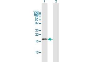 Western Blot analysis of AIF1L expression in transfected 293T cell line by AIF1L MaxPab polyclonal antibody.