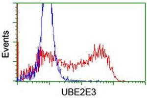 Image no. 1 for anti-Ubiquitin-Conjugating Enzyme E2E 3 (UBE2E3) antibody (ABIN2734814)
