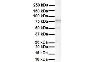Image no. 2 for anti-Potassium Voltage-Gated Channel, Shaw-Related Subfamily, Member 3 (KCNC3) (Middle Region) antibody (ABIN2776169)