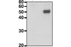 Image no. 2 for anti-Calreticulin (CALR) (C-Term) antibody (ABIN2451930)