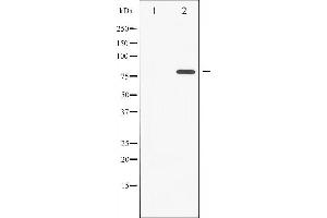 Image no. 3 for anti-Protein Kinase C, zeta (PRKCZ) (pThr560) antibody (ABIN6256579)