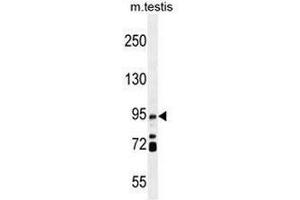 Image no. 1 for anti-Intraflagellar Transport 88 Homolog (IFT88) (AA 798-827), (C-Term) antibody (ABIN952829)