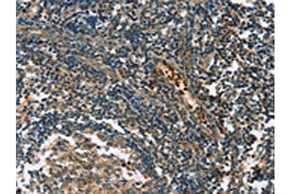 G Protein-Coupled Receptor 182 antibody