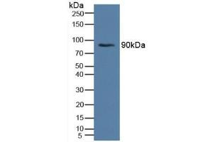 Image no. 2 for anti-Insulin Receptor (INSR) (AA 622-945) antibody (ABIN1859480)