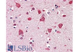ABIN1019667 (5µg/ml) staining of paraffin embedded Human Cortex.