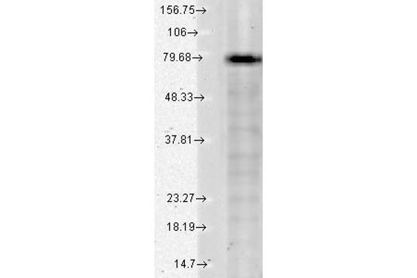 KCNQ1 Antikörper  (AA 2-101)