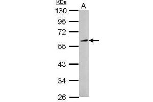 Image no. 1 for anti-Kruppel-Like Factor 12 (KLF12) (Center) antibody (ABIN2855792)