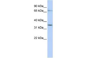 Image no. 1 for anti-Solute Carrier Organic Anion Transporter Family, Member 1C1 (SLCO1C1) (N-Term) antibody (ABIN2781650)