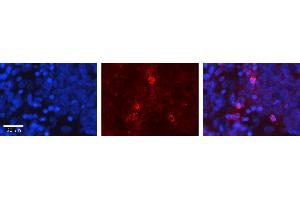 Image no. 1 for anti-Guanine Nucleotide Binding Protein (G Protein) alpha 12 (GNA12) (Middle Region) antibody (ABIN2785900)