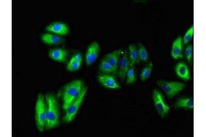 VNN1 antibody  (AA 97-197)
