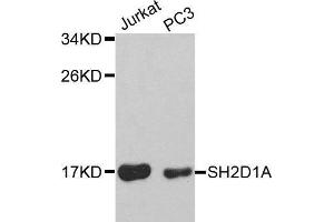 Image no. 2 for anti-SH2 Domain Containing 1A (SH2D1A) antibody (ABIN3021536)