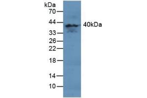 MAPK11 抗体  (AA 38-277)