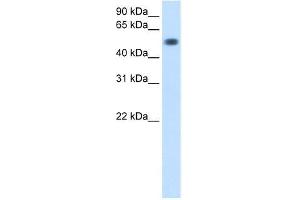 Image no. 3 for anti-Torsin Family 3, Member A (TOR3A) (Middle Region) antibody (ABIN1109283)