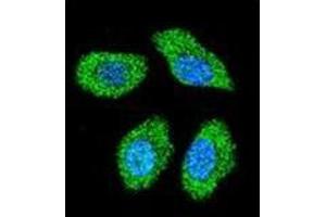 Image no. 2 for anti-Immediate Early Response 3 (IER3) (AA 45-73), (N-Term) antibody (ABIN952818)