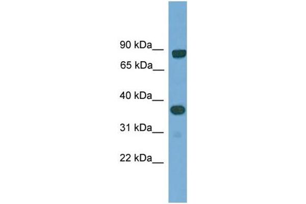anti-KH Domain Containing, RNA Binding, Signal Transduction Associated 2 (KHDRBS2) (N-Term) antibody
