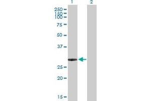 Western Blot analysis of ING5 expression in transfected 293T cell line by ING5 MaxPab polyclonal antibody.