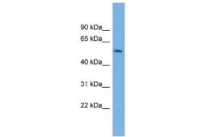 Image no. 2 for anti-Growth Arrest-Specific 8 (GAS8) (Middle Region) antibody (ABIN2783195)