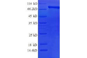 Image no. 1 for Calpain 2 (CAPN2) (AA 20-700) protein (His tag) (ABIN5709191)