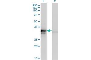 Image no. 4 for anti-Mitochondrial Ribosomal Protein L1 (MRPL1) (AA 1-303) antibody (ABIN528766)