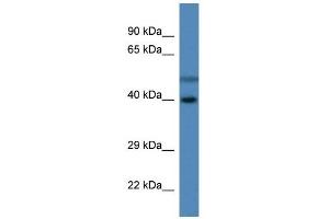 Image no. 1 for anti-Hydroxysteroid Dehydrogenase Like 1 (HSDL1) (C-Term) antibody (ABIN926559)
