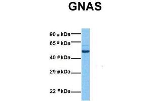 Image no. 7 for anti-GNAS Complex Locus (GNAS) (N-Term) antibody (ABIN2775542)